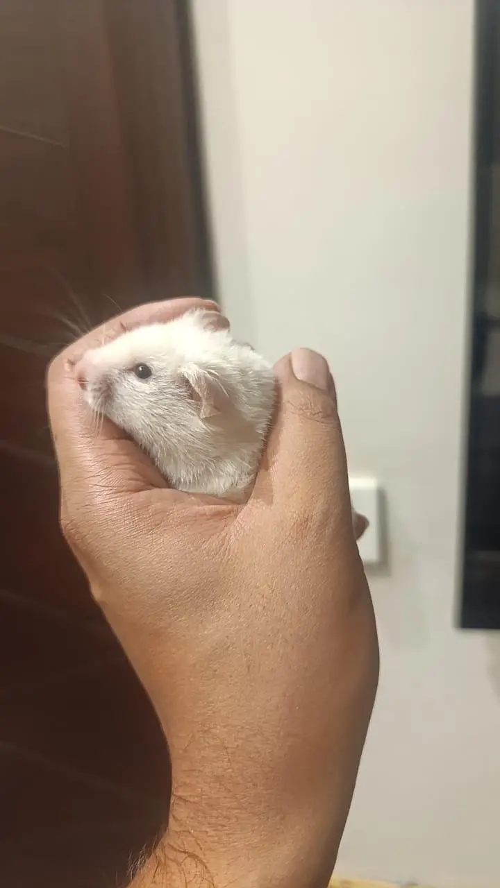 HAMSTERS — photo 7