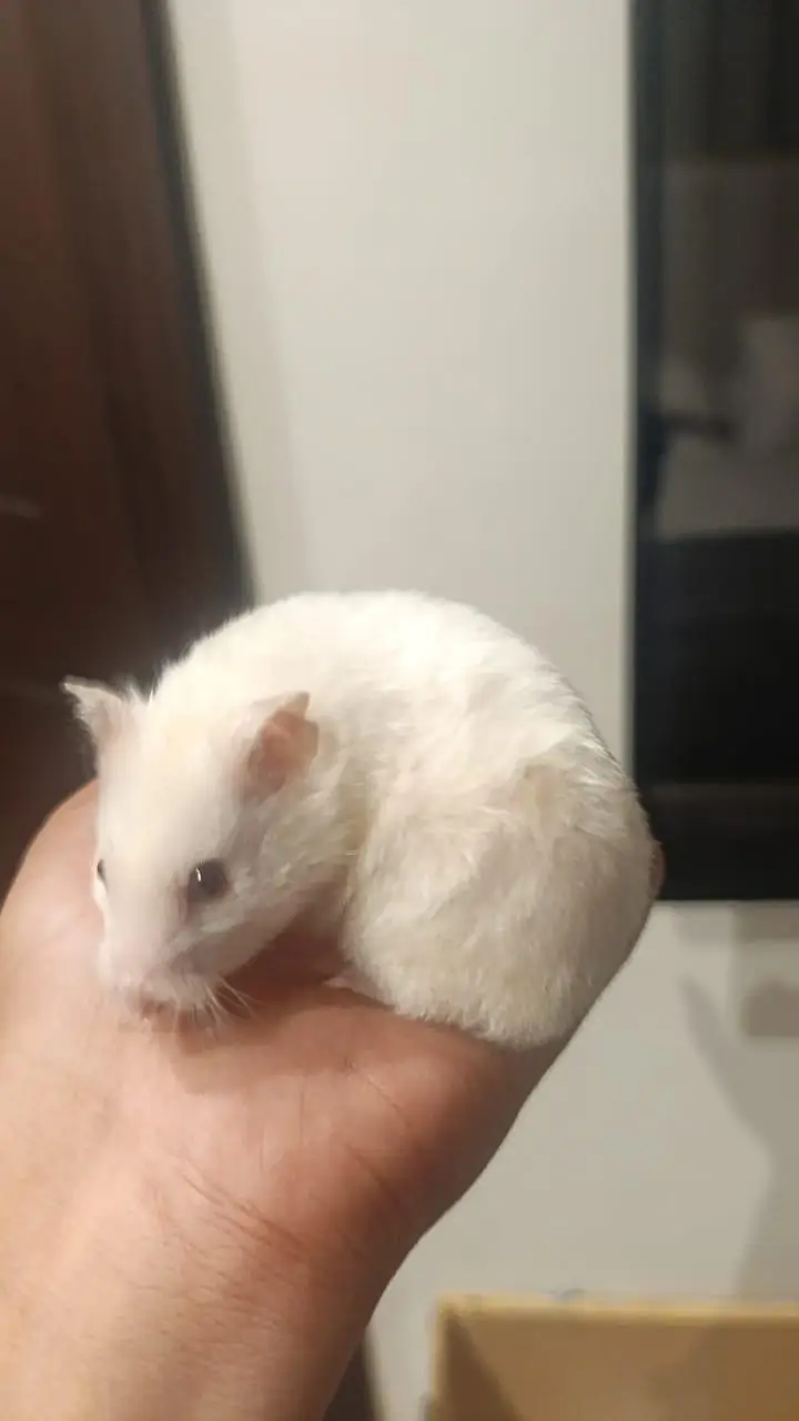 HAMSTERS — photo 8