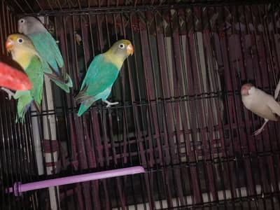 love birds, kashmiri parrots, australian parrts, jawa chirya