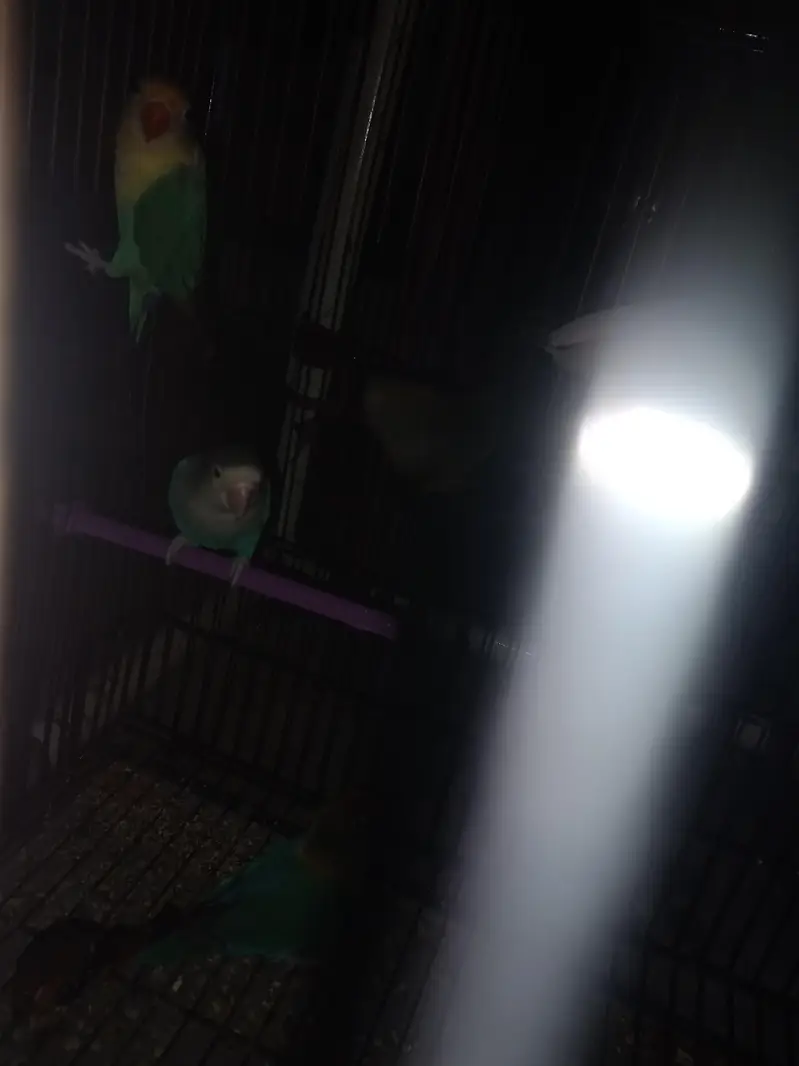 love birds, kashmiri parrots, australian parrts, jawa chirya — photo 2
