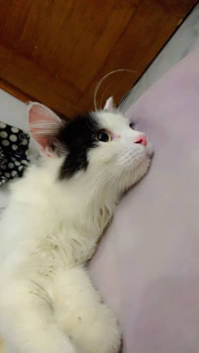 Persian tripple male available for breeding purpose