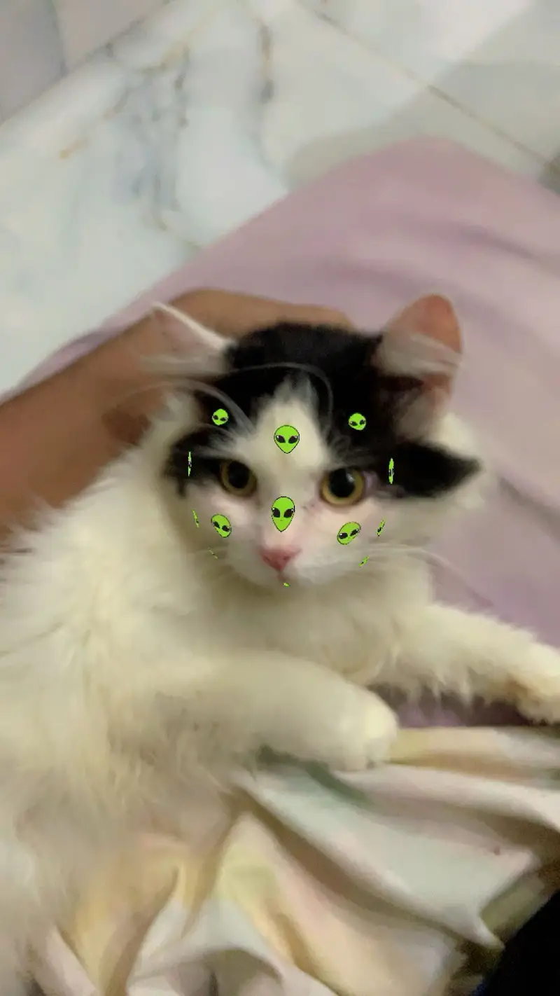 Persian tripple male available for breeding purpose — photo 2
