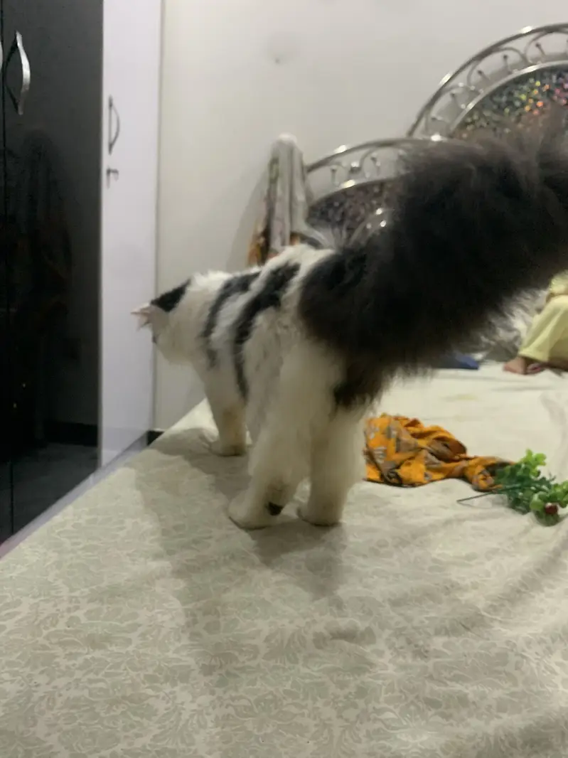 Persian tripple male available for breeding purpose — photo 4