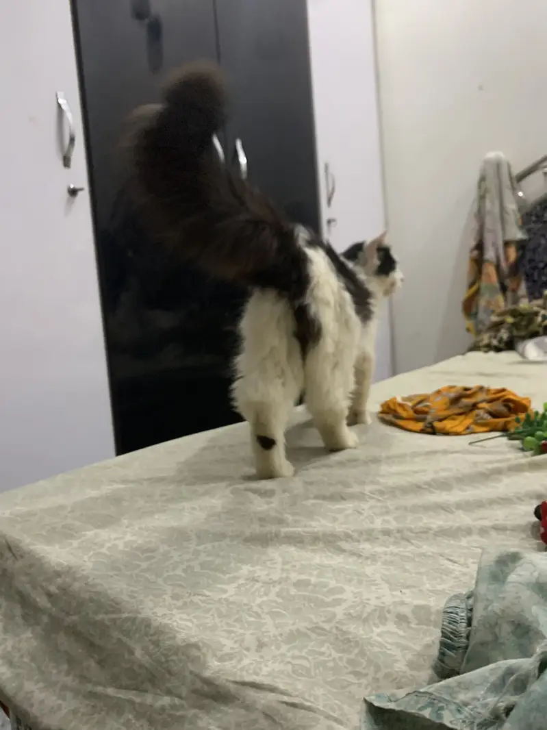 Persian tripple male available for breeding purpose — photo 6