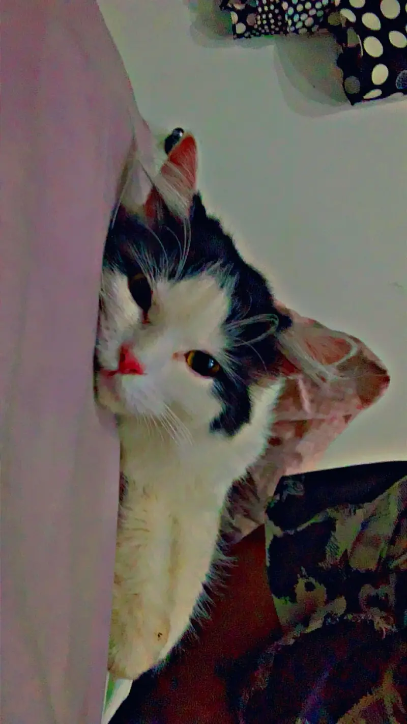 Persian tripple male available for breeding purpose — photo 7
