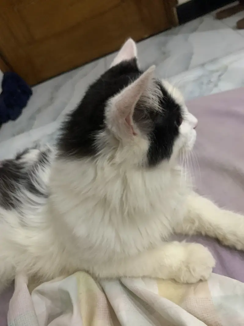 Persian tripple male available for breeding purpose — photo 8
