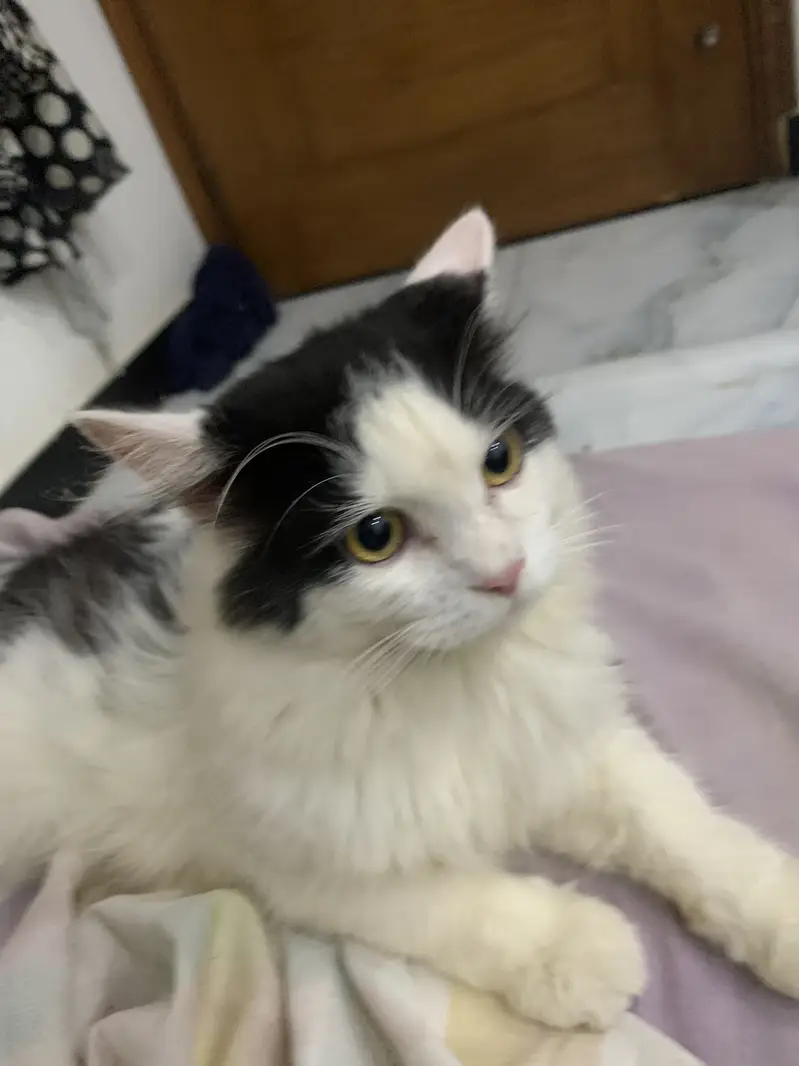 Persian tripple male available for breeding purpose — photo 9