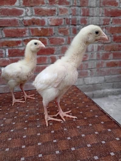 Pure Japanese White Shamo Chicks