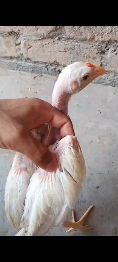 permoz paper white Heera male ,yellow nuk naali