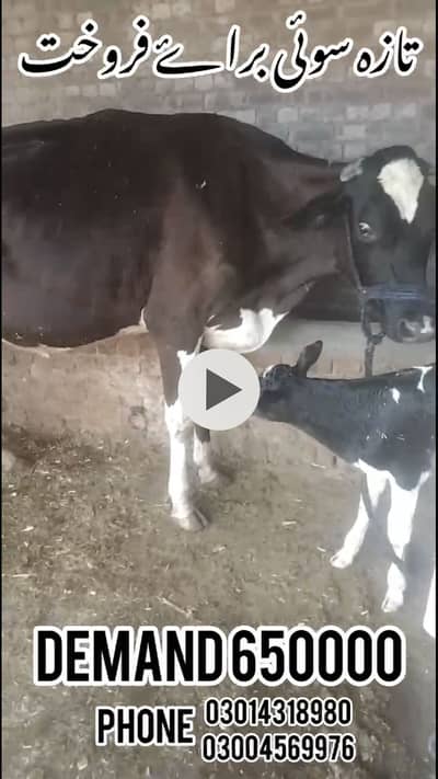It is a cow