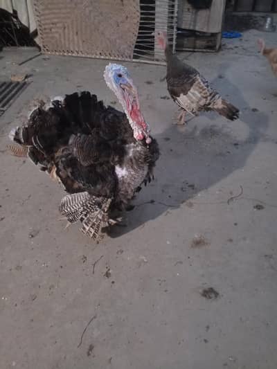 Turkey Bird Eggs