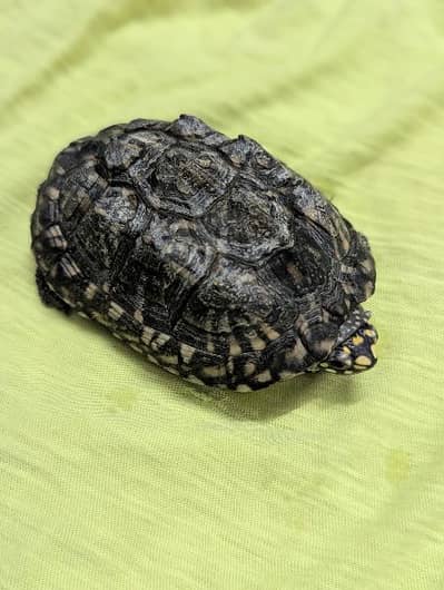 Indian spotted Turtles