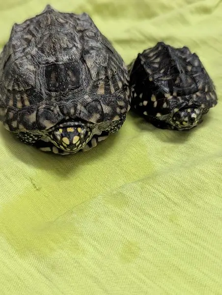 Indian spotted Turtles — photo 2
