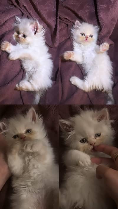 Himalayan x Persian Male Kitten for Sale