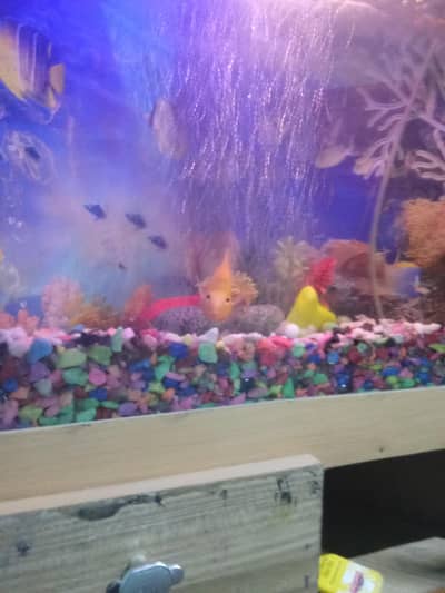 Perot fish + aquarium trigle shaped