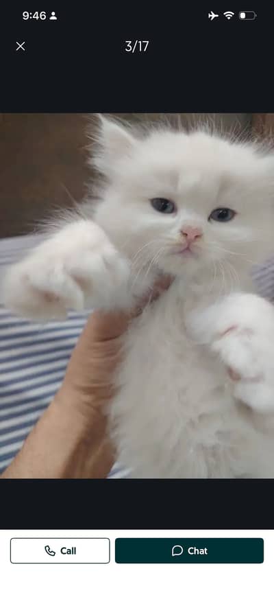 Persian kitten