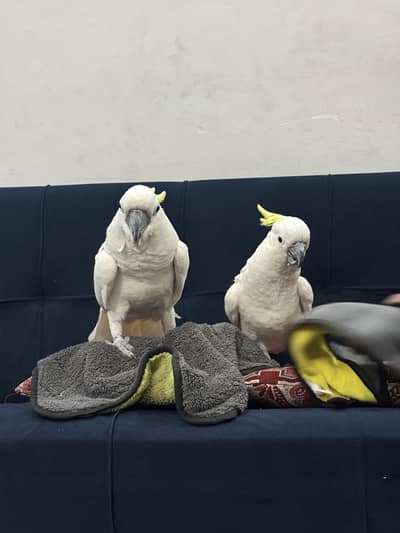 Cockatoo