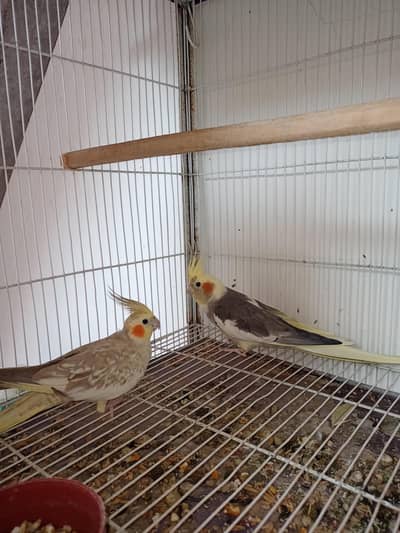Cocktail (Pied Male and Pal Female) breeder Pair