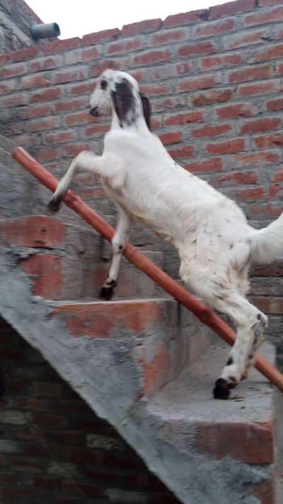 Little goat paath for sale