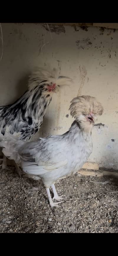 Moltted polish pair