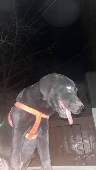 black coat labrador