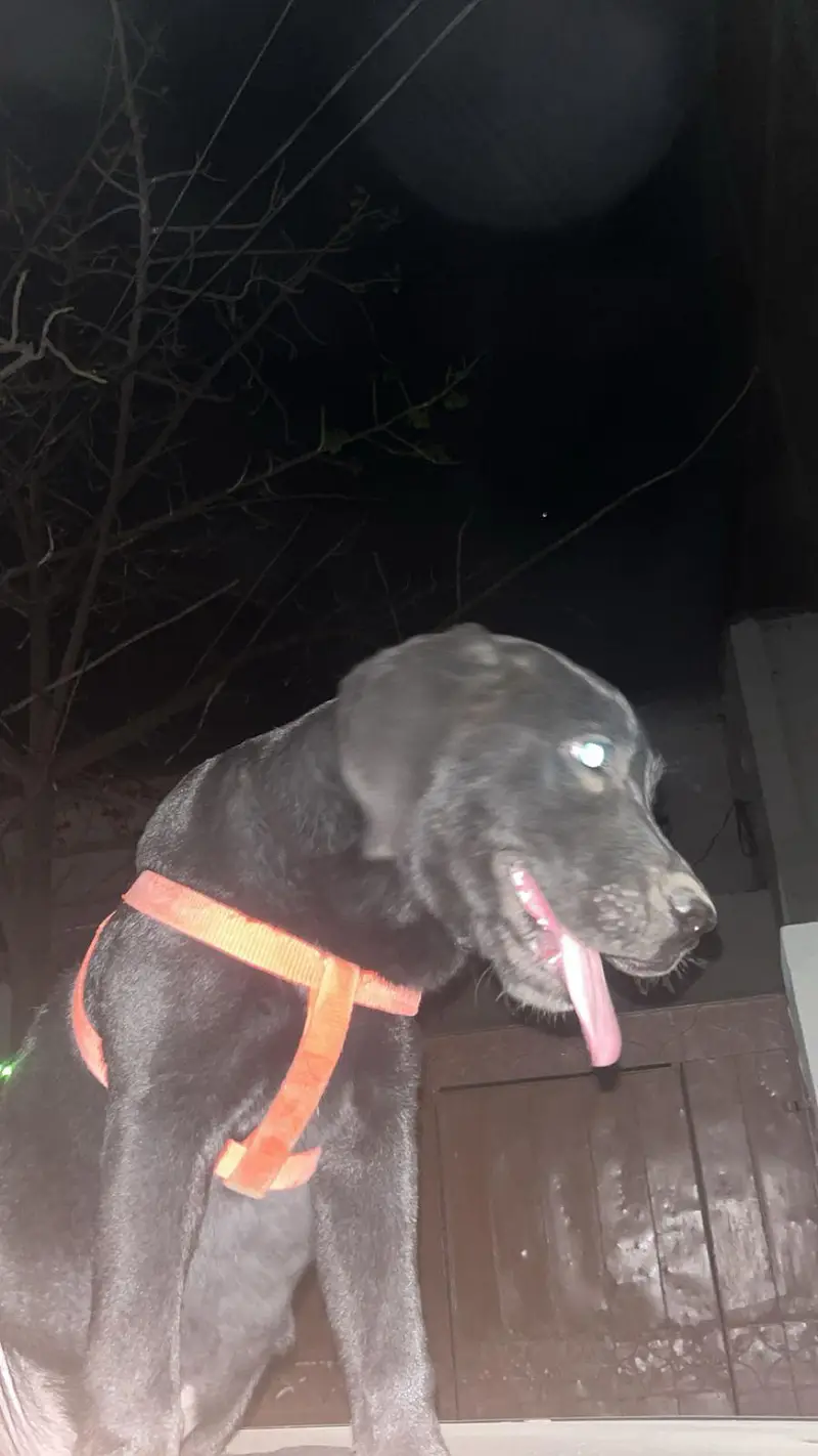 black coat labrador