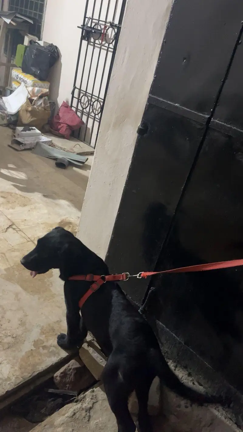 black coat labrador — photo 2