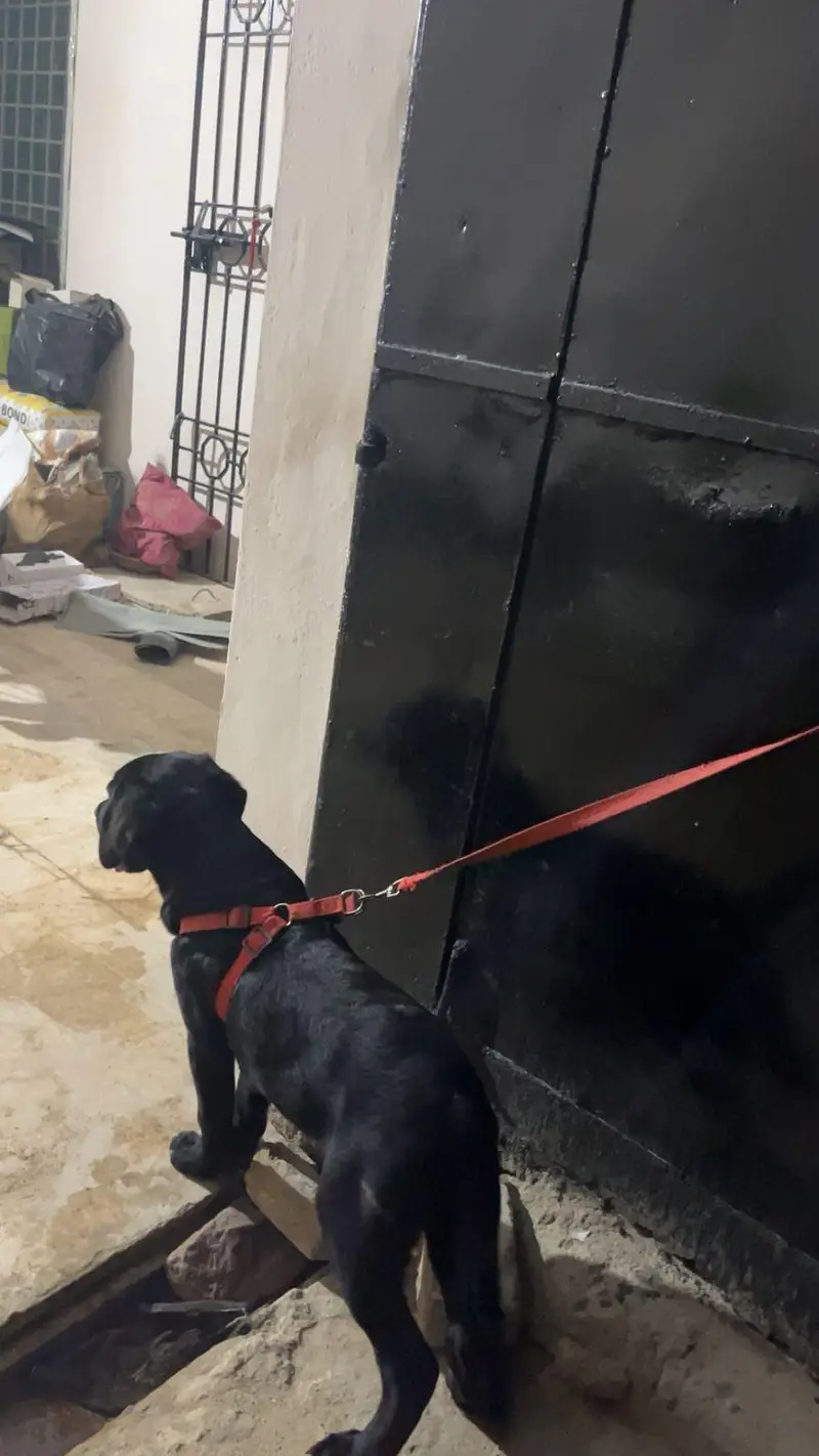 black coat labrador — photo 3