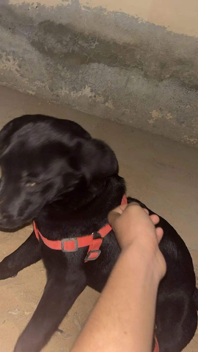 black coat labrador — photo 4