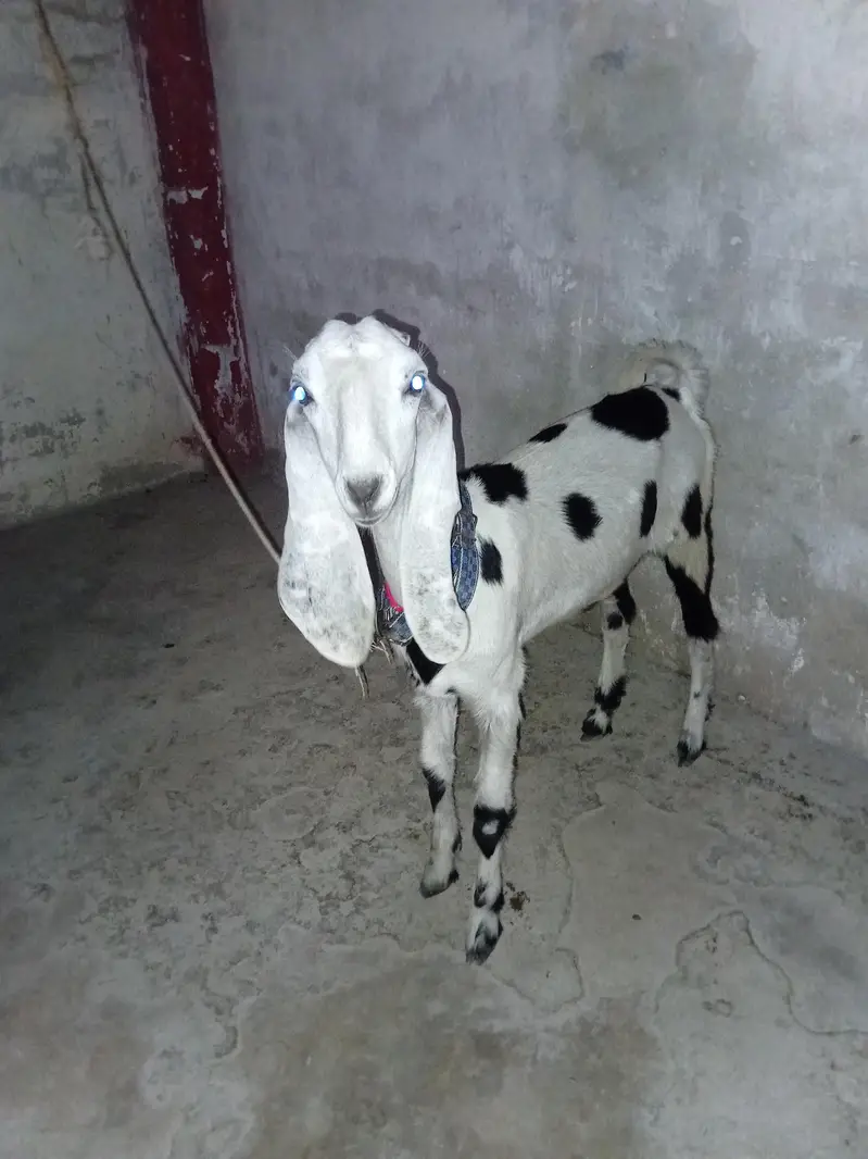 Gode female Tumba