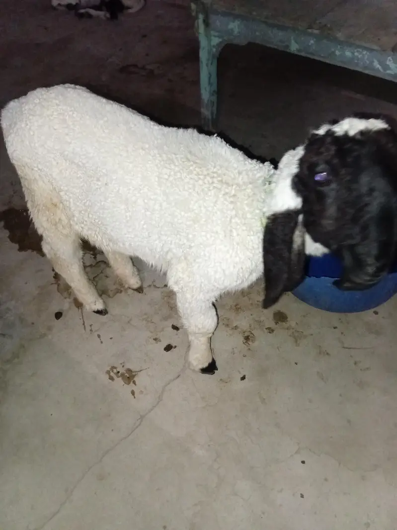 Gode female Tumba — photo 3