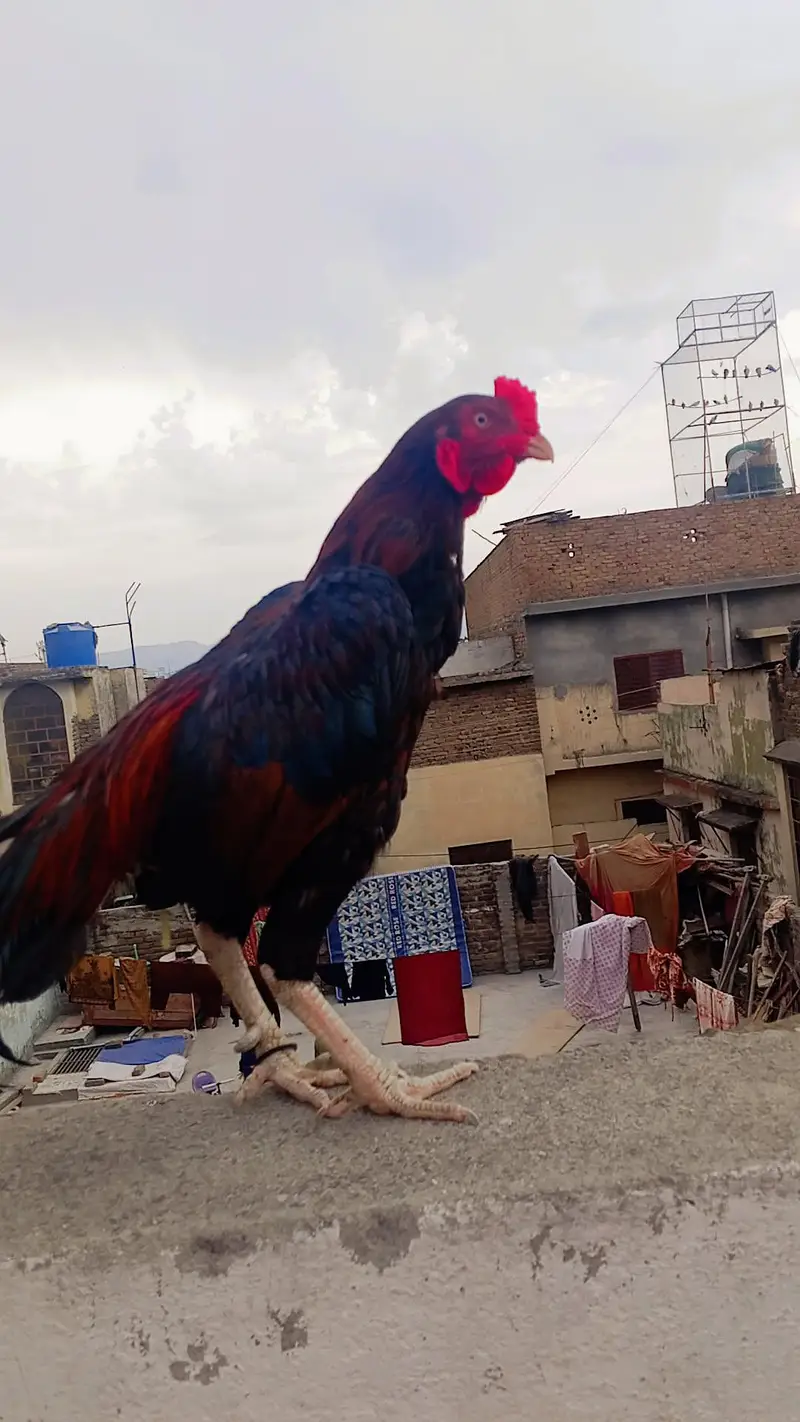 Desi Murgha-  - Rawalpindi — photo 3