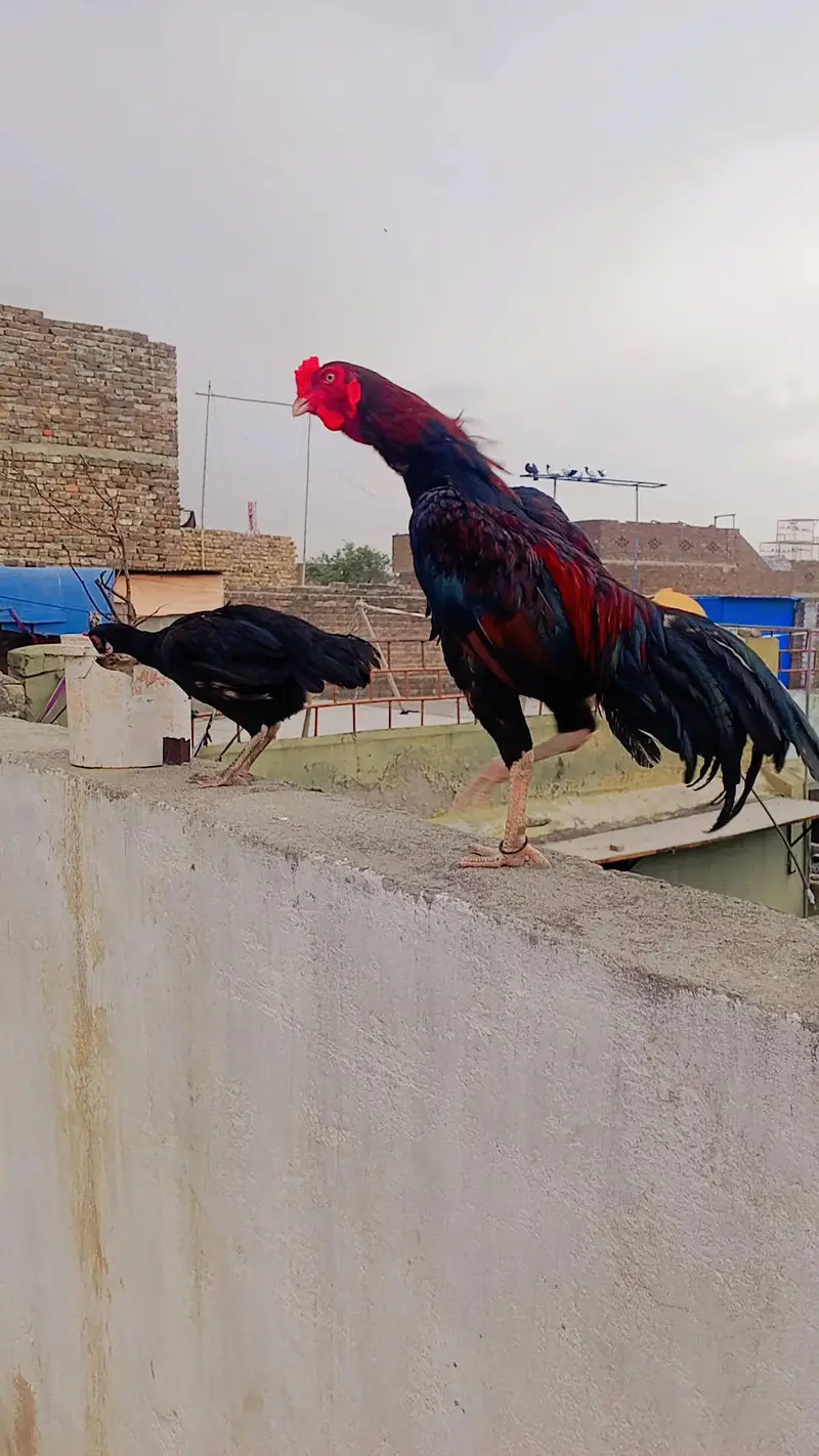 Desi Murgha-  - Rawalpindi — photo 4