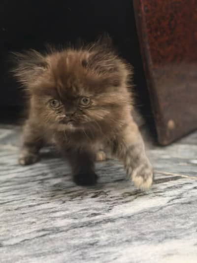 Cute kitten
