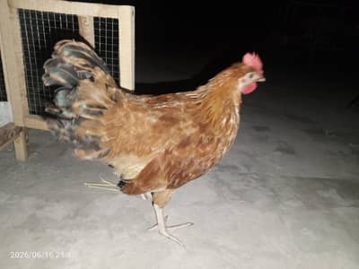 5 Adad Desi Golden Misri Chooze (Healthy & Active)