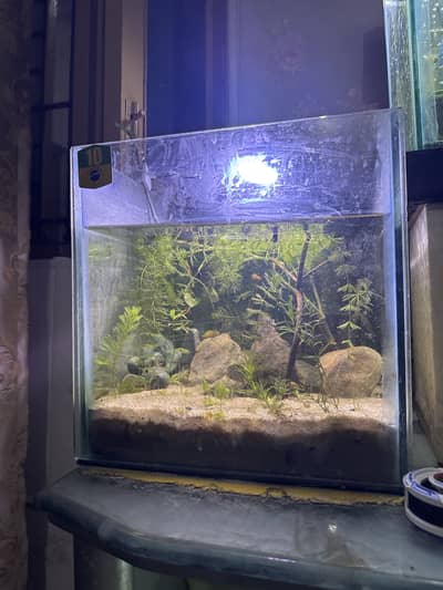 Fish eqwarium planted tank