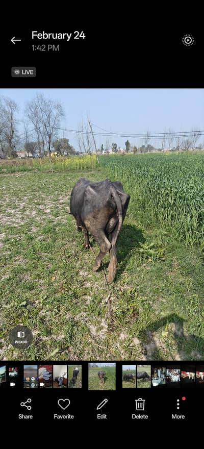 buffalo for sale nilli  Ravi