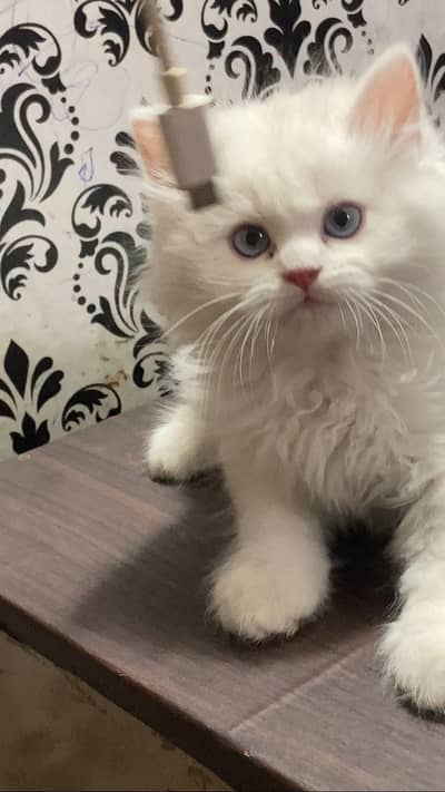 Persian kitten triple coated