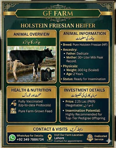 Cow For Sale| Bchri | Fresian Cow | Australian Cow