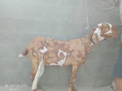 shera print Faisalabadi number 03400096315