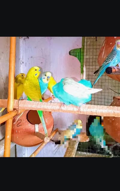 BREEDER PAIR PRIZE 550 GURANTEE WHATTSAPP 03006025920