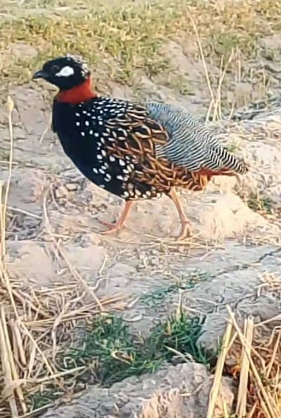 Sindhi black teetar