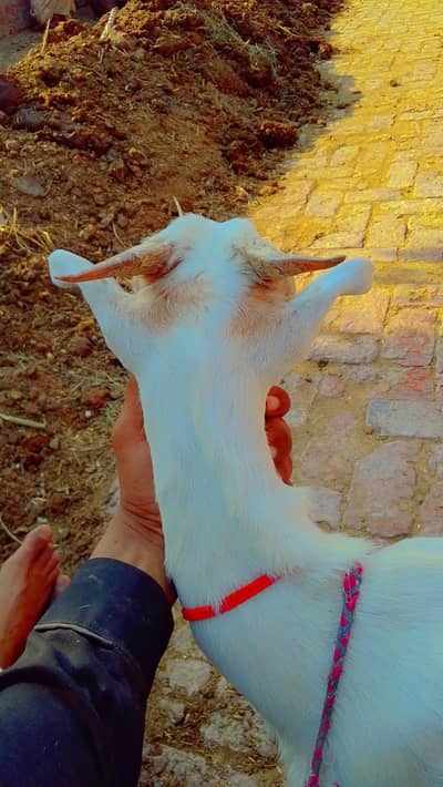 goats farminig