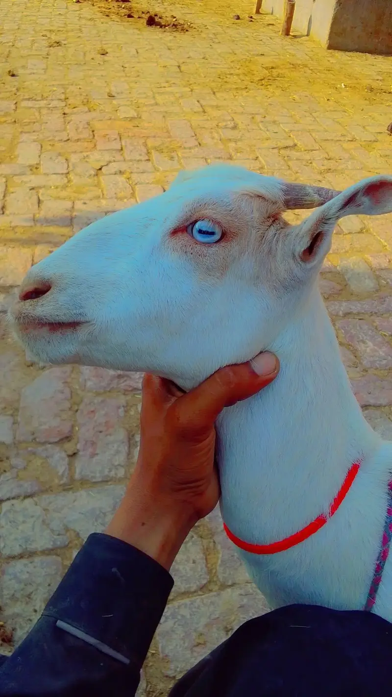 goats farminig — photo 2