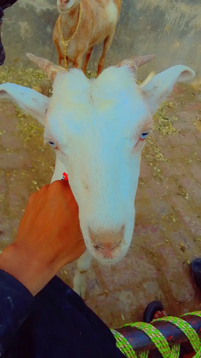 goats farminig — photo 3