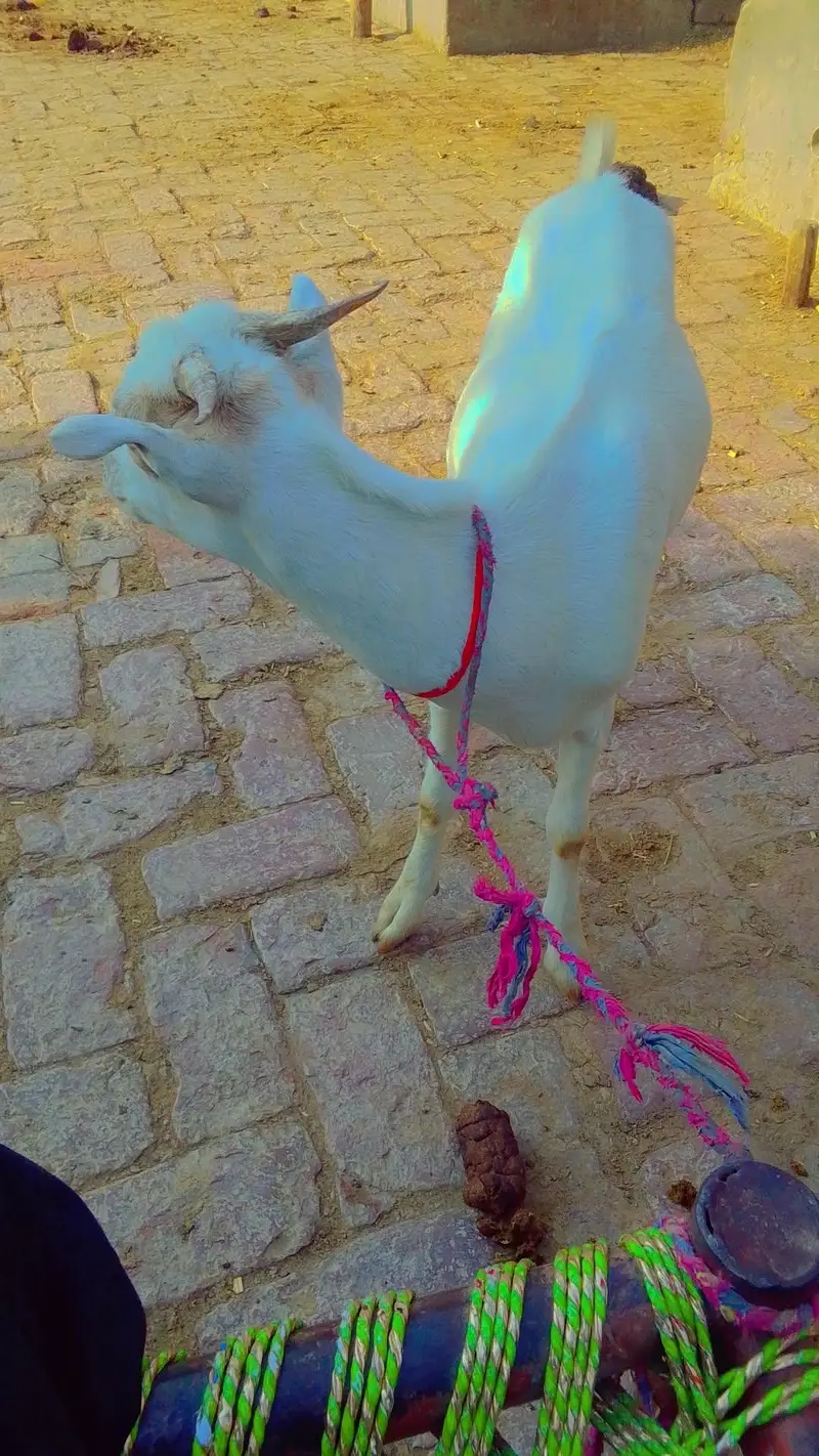 goats farminig — photo 4