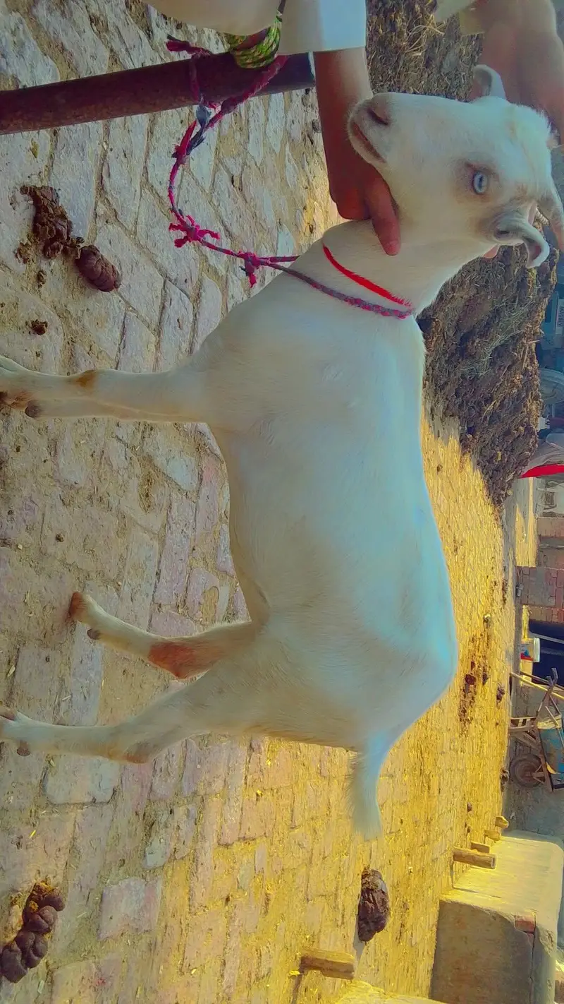 goats farminig — photo 5