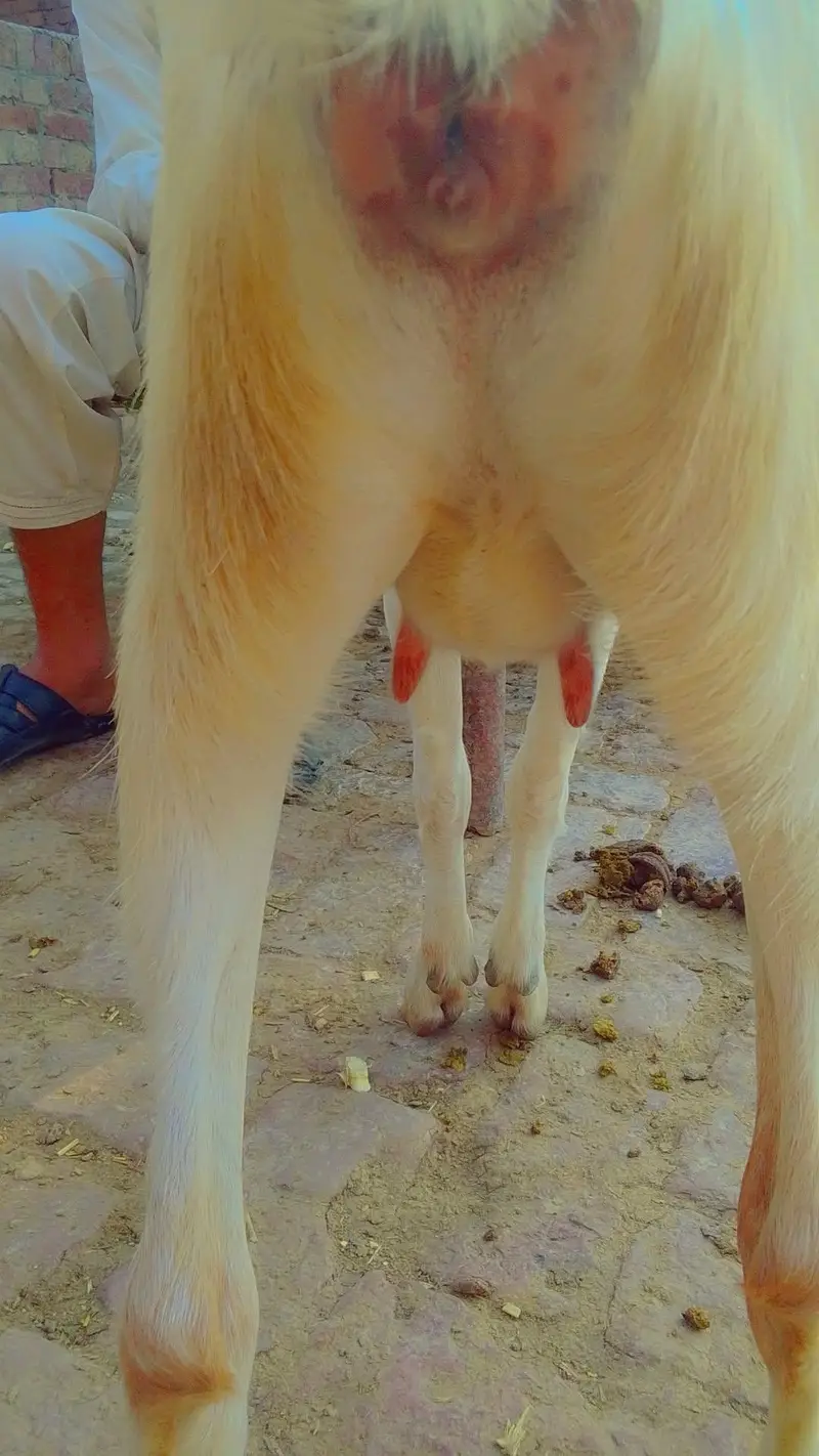 goats farminig — photo 6