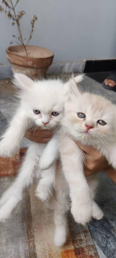 Persian kittens cats