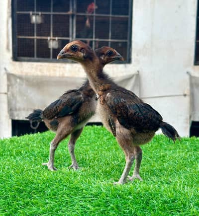 Imp Pakoya trad chicks.